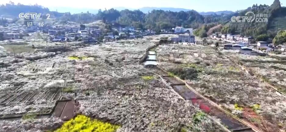 多地“春花经济”持续升温 赏花热助推文旅消费“花开富贵”