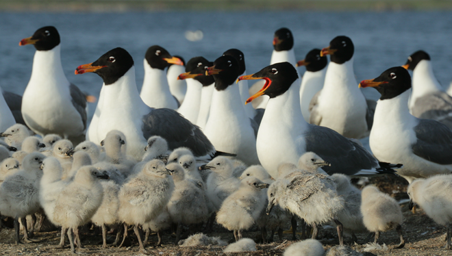432种！青海野生鸟类种类约占全国三分之一