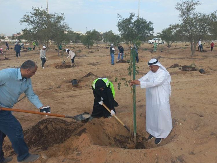 阿联酋志愿者种植 500 棵树苗美化阿布扎比地区