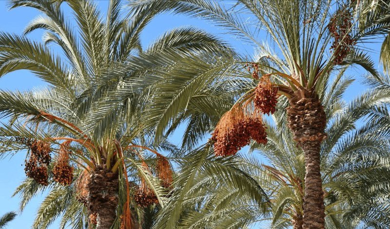 迪拜人的种树传统：生个儿子，种棵椰枣树