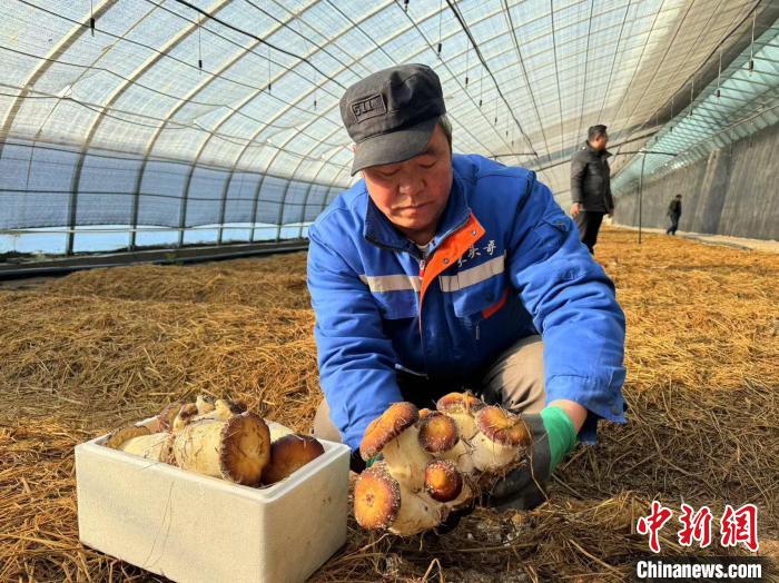 赤松茸在中国“盐湖城”试种成功