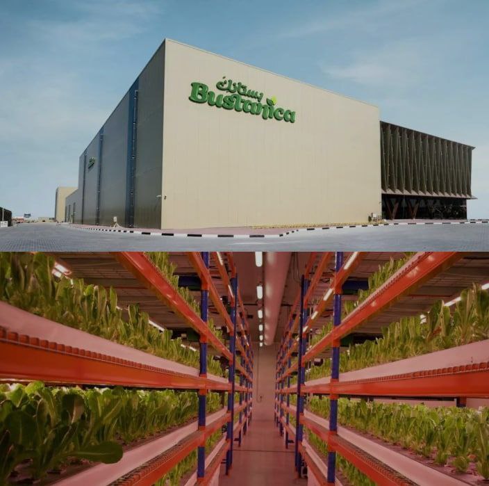 全球最大的垂直农场在迪拜开业