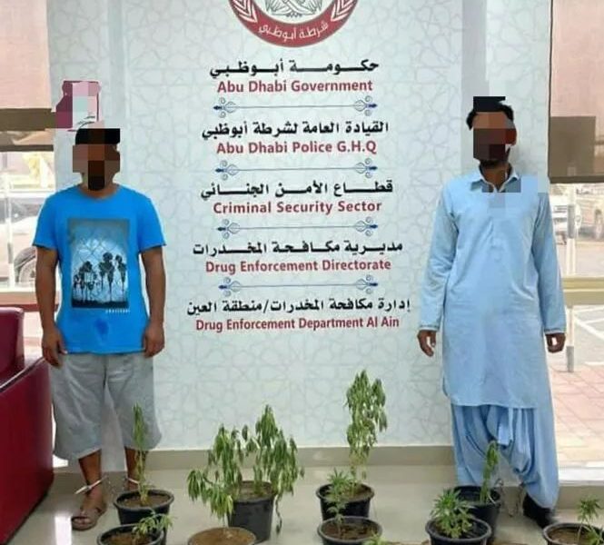 阿联酋：两人在阿布扎比的农场种植大麻，然后被捕了
