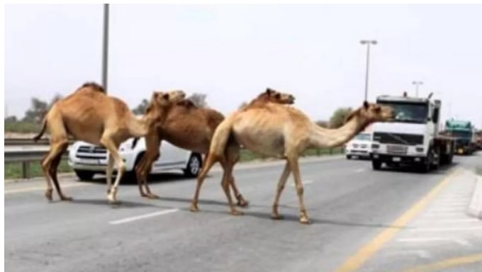 阿联酋一司机撞到六头骆驼，三死三伤