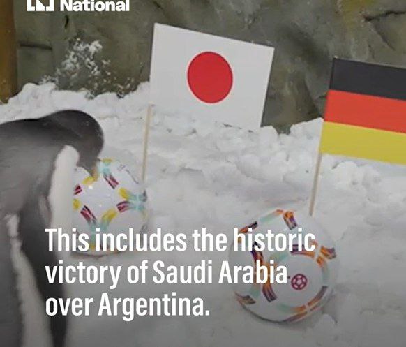 还买什么球？迪拜企鹅神预测阿根廷、德国爆冷输球