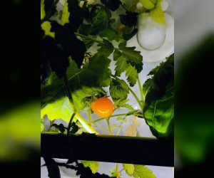 马斯达尔市开发的"智能花园"成为迪拜世博会世界食品日的中心舞台