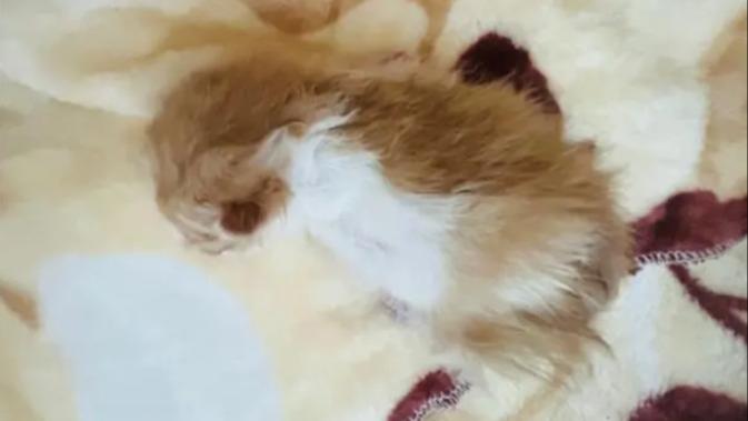 【8点见】中国首只全流程国产化培育克隆猫诞生