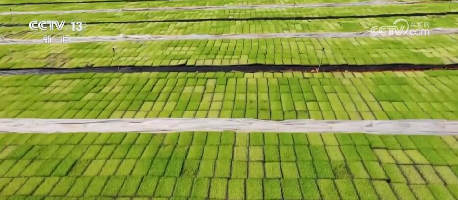 人勤春光好 春耕图景由南到北在祖国大地上有序铺展