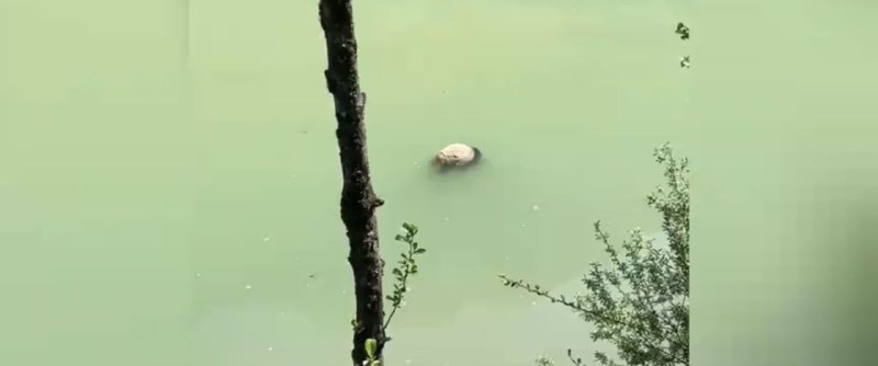 四川死亡野生大熊猫为成年雌性