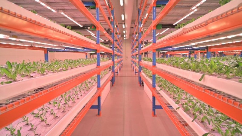 迪拜：全球最大垂直农场的蔬菜和水果即将上市