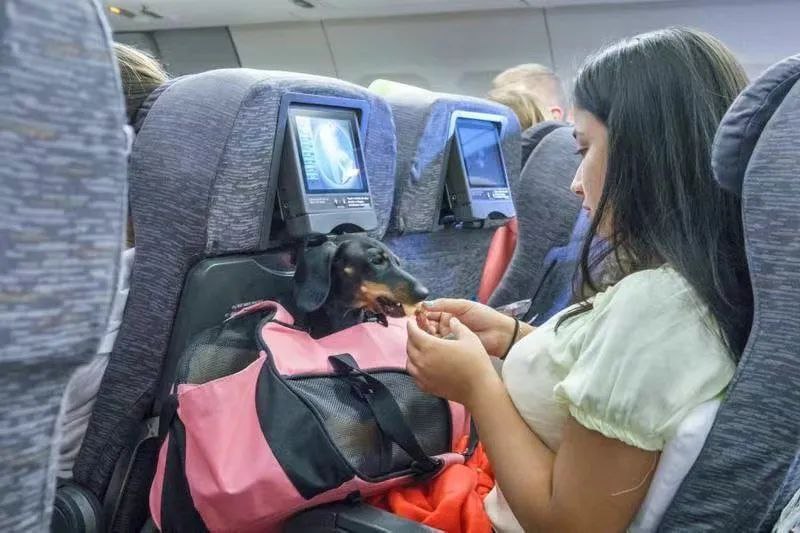 阿提哈德航空宣布宠物机票费用上调
