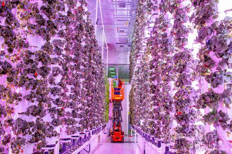 草莓每周供应超过500公斤！迪拜旋转式种植塔技术