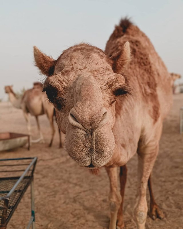 “你以前见过骆驼吗？”