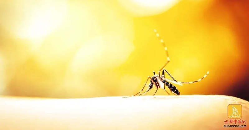 阿联酋加强了蚊子控制计划的执行力度