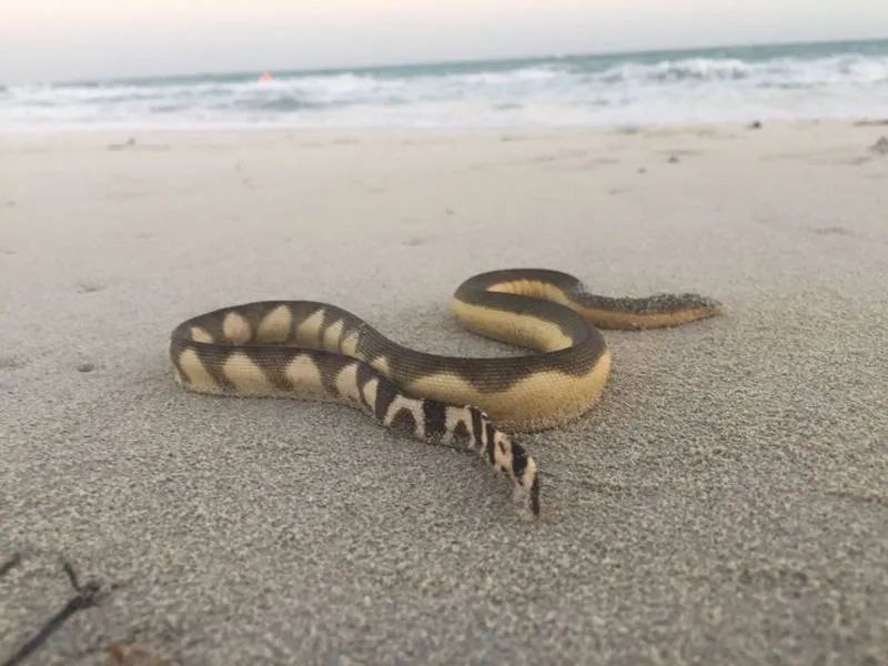可怕！起一身鸡皮疙瘩！阿布扎比海滩发现海蛇