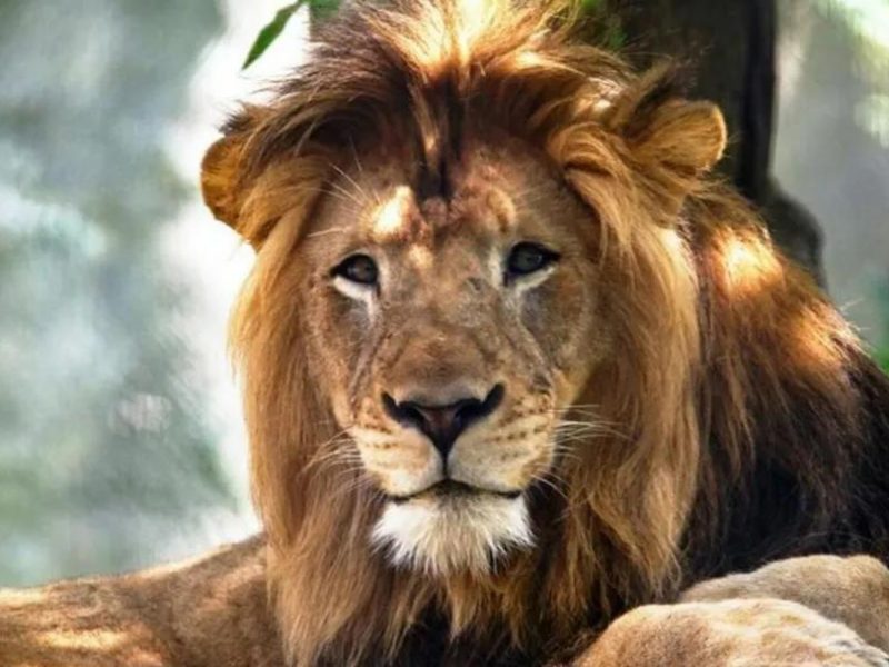 迪拜居民因饲养8只野生动物而被捕，其中包括狮子和稀有猴子