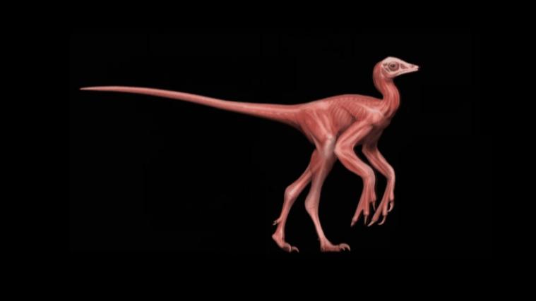 中国发现新的鸟翼类恐龙化石“奇异福建龙”