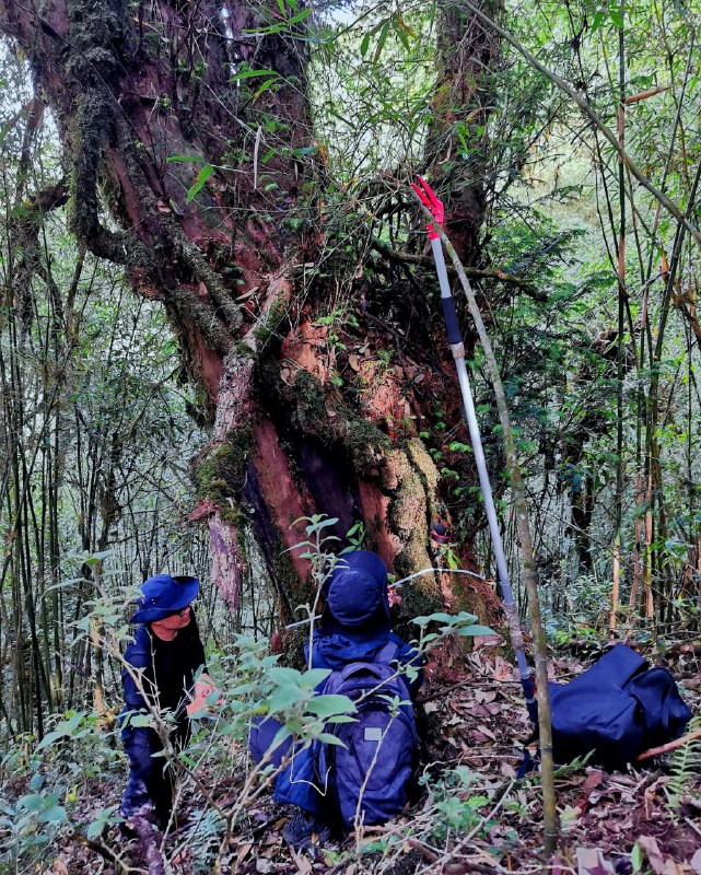云南凤庆发现一株野生喜马拉雅红豆杉 预估树龄达上千年