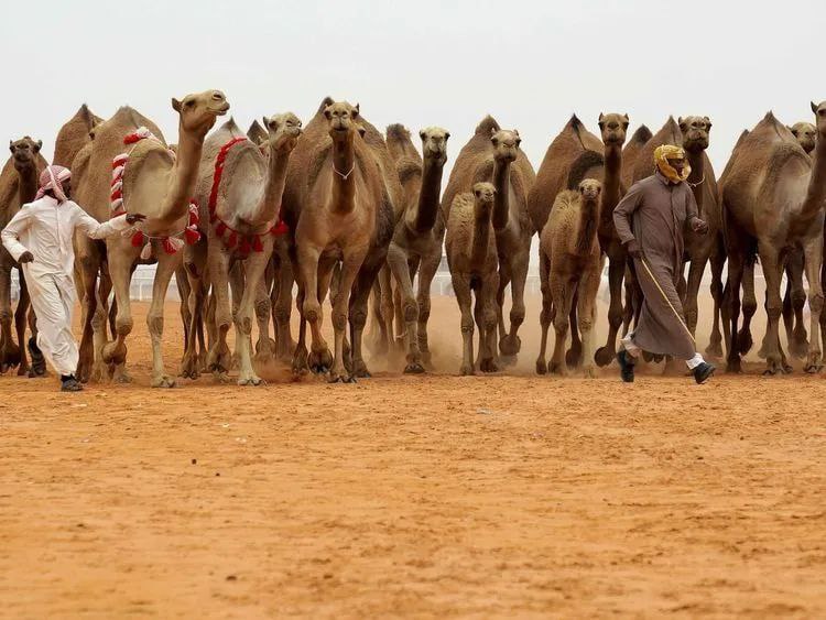 沙特将在7月23日举办王储骆驼节，奖金高达5600多万