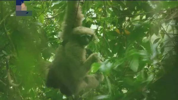 云南盈江县新发现一处高黎贡白眉长臂猿种群分布地