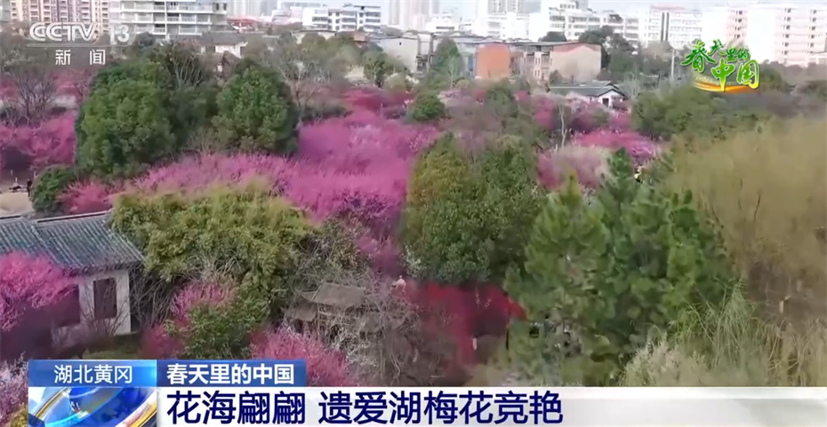 春日盛景画卷繁花似锦醉游人 春天里的中国“万紫千红”振奋人心