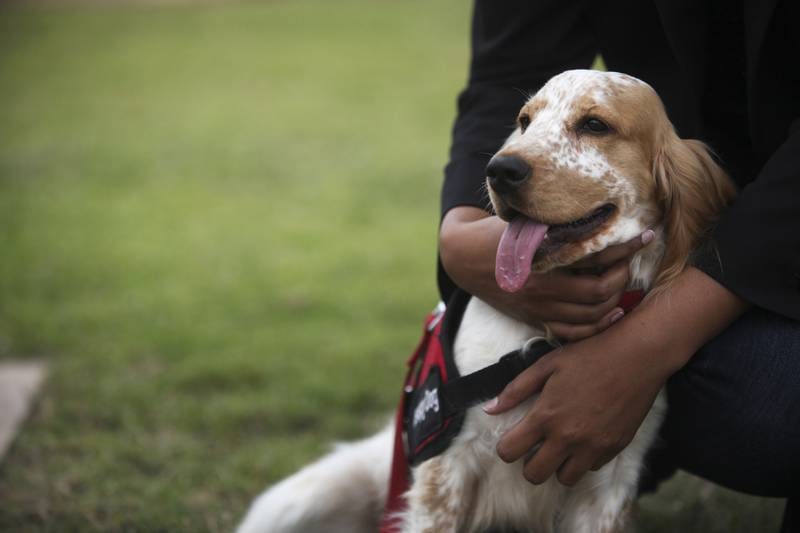 迪拜基金会使用动物疗法帮助虐待受害者